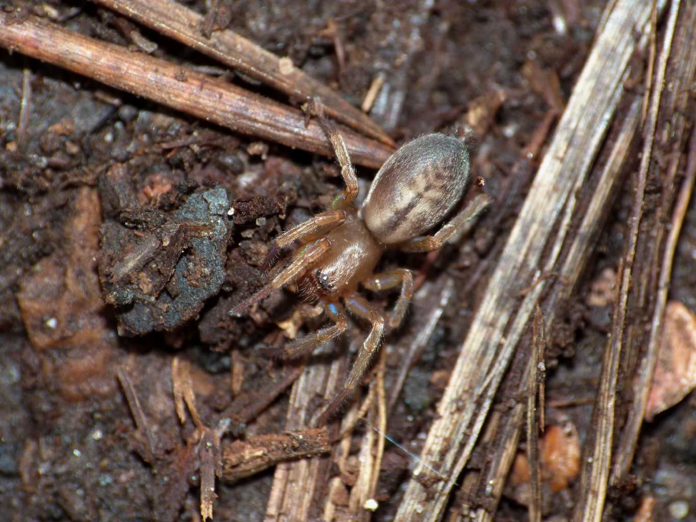 Carrellata di Clubiona corticalis - Palidoro (RM)